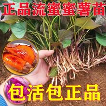 红薯苗秧山东烟薯25蜜薯红薯苗种西瓜红紫薯板栗山芋番薯地瓜秧苗