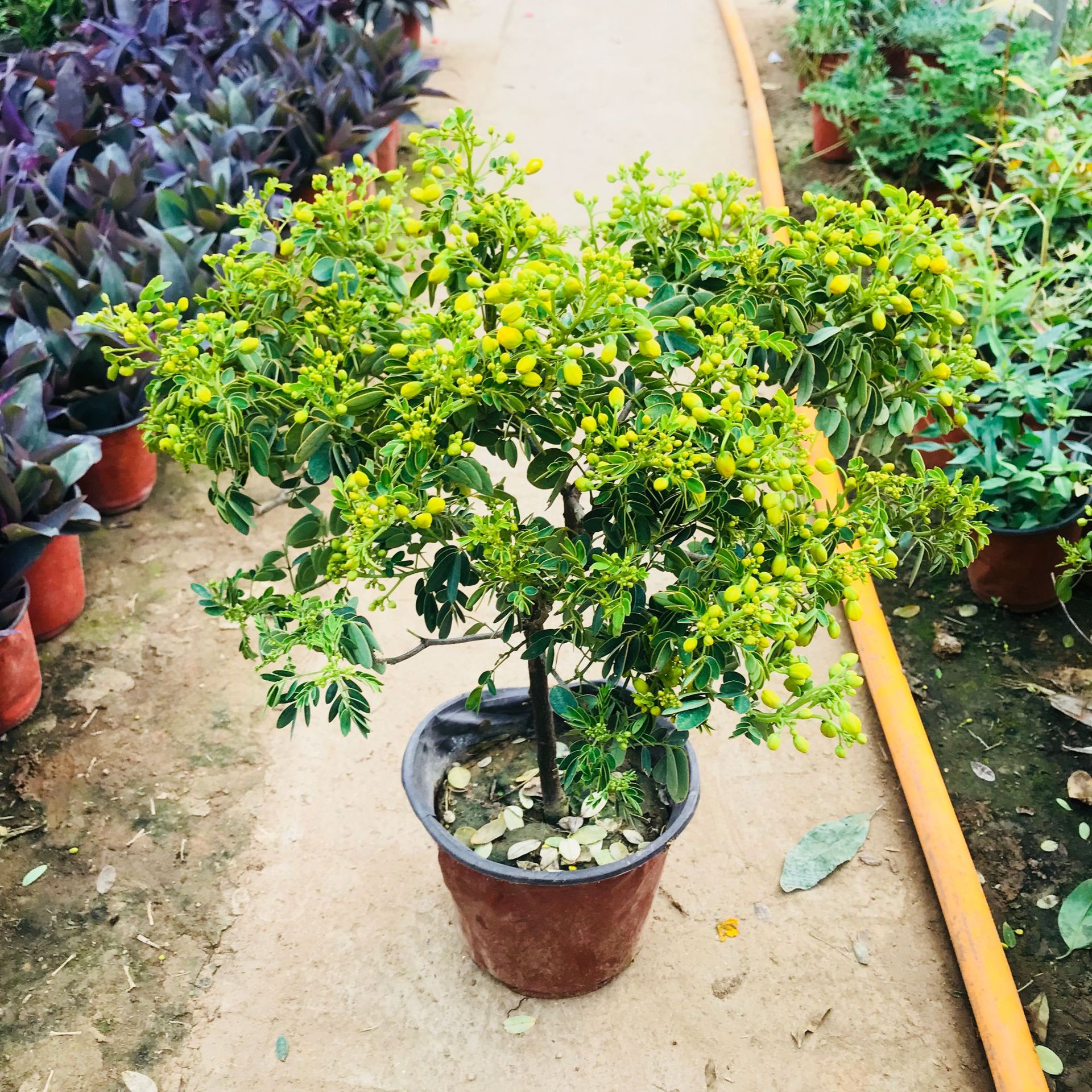 大棚批发绿植花卉小盆栽 黄金梅室内阳台庭院观花绿植花期长盆栽
