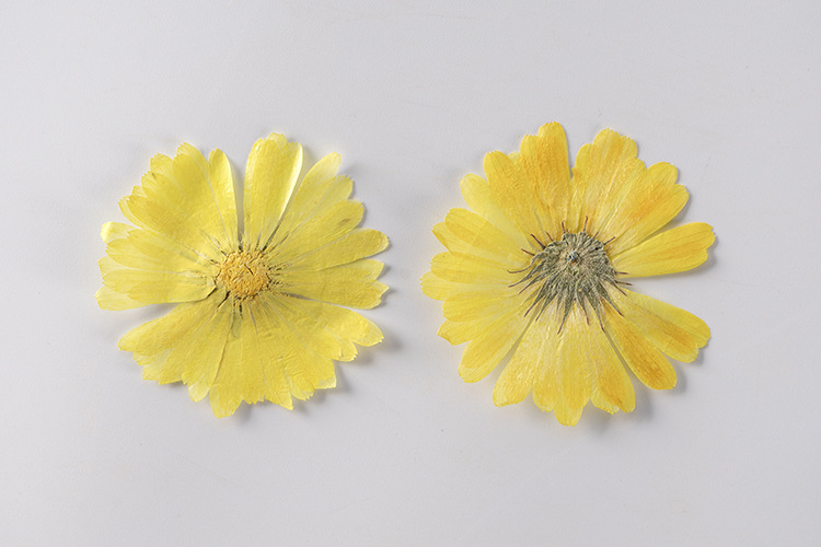 金盏菊 标本滴胶干花diy手工皂花材植物教学标本天然真花押花材料