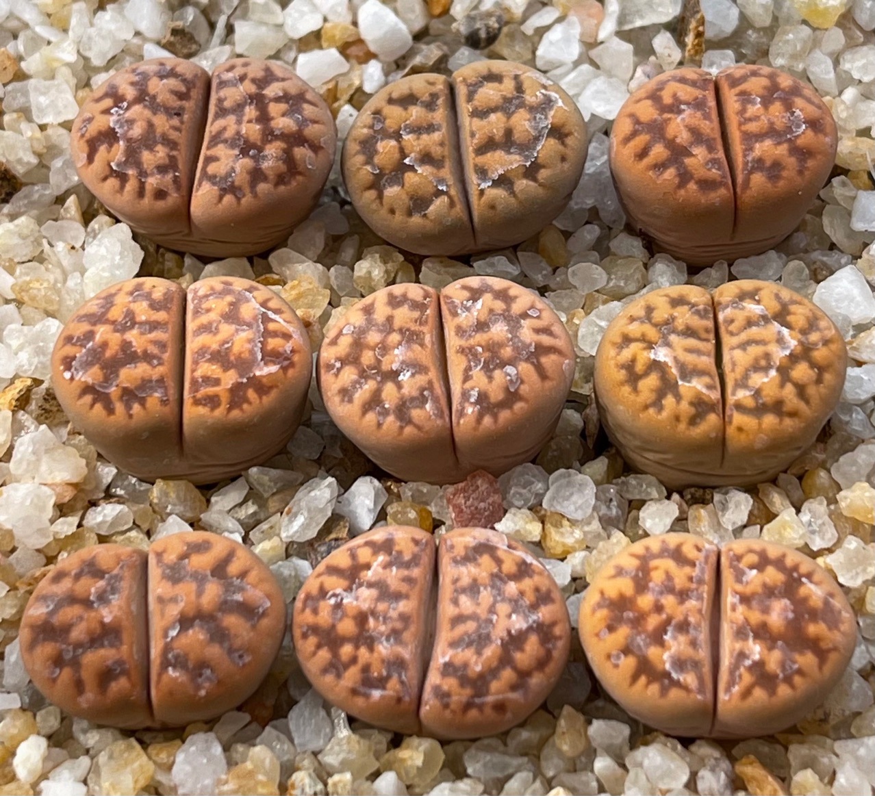 基地直发多肉植物生石花琥珀玉c143a三年株绿植盆栽花卉园艺pp花