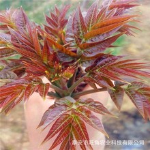 香椿苗0.5-1公分红油香椿苗 现挖现发种植大棚露天 云南香椿苗木