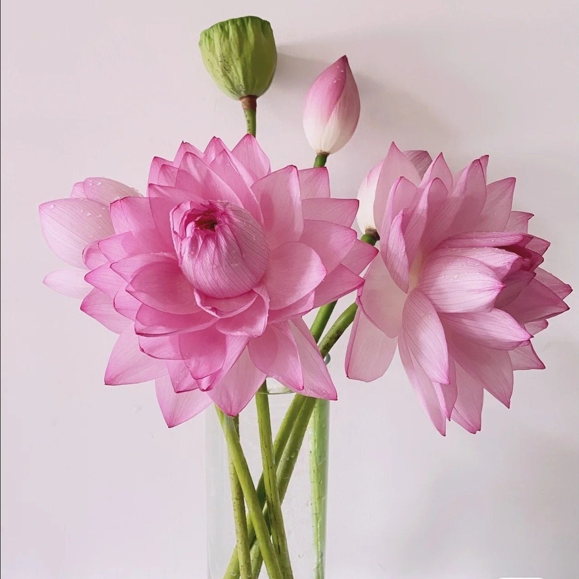 夏季 荷花 观音莲鲜花水养插花鲜切花中式插花办公室客厅顺丰