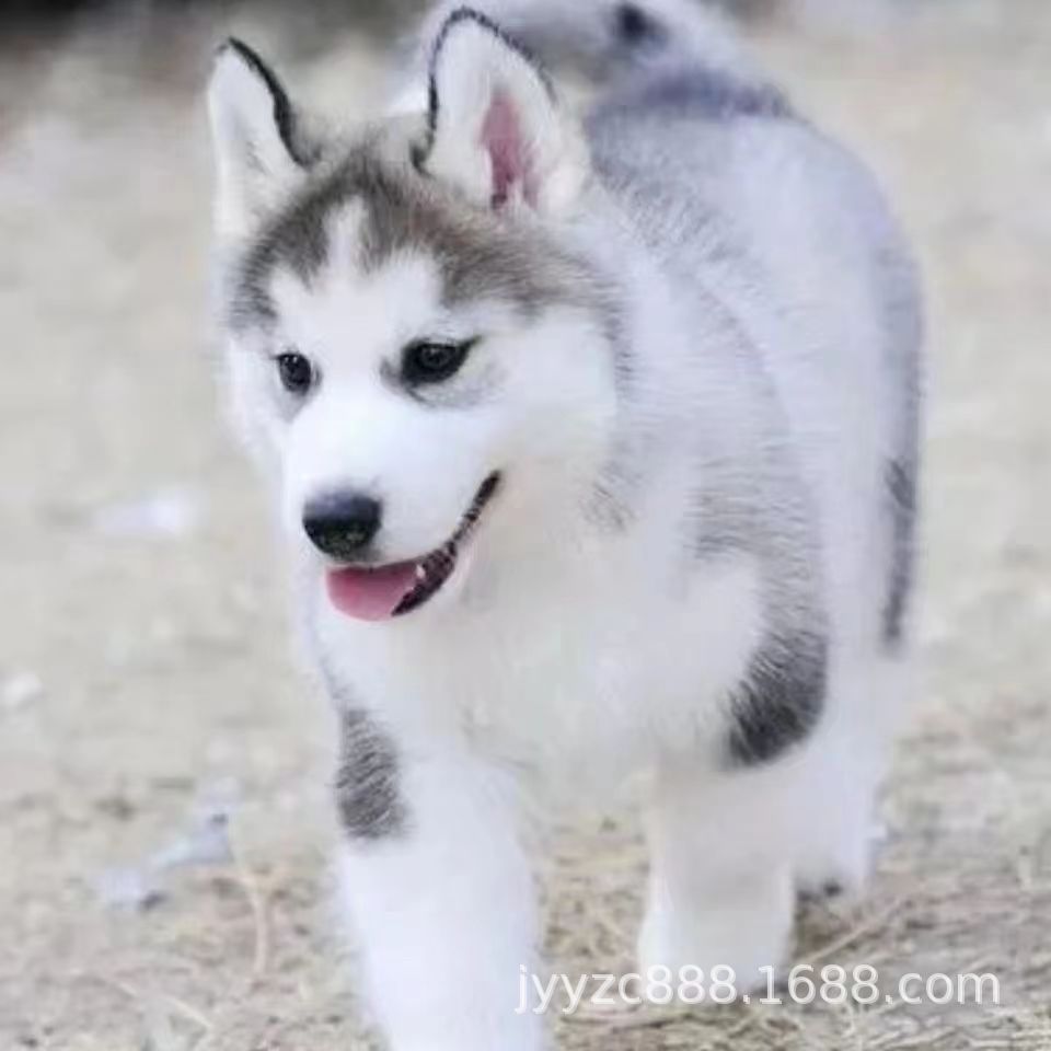 哈士奇幼犬活体三把火蓝眼哈士奇犬雪橇犬二哈家庭宠物狗狗小狗