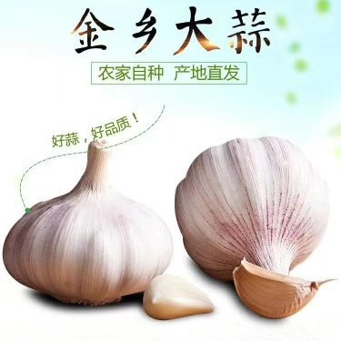大蒜基地大量供应金乡大蒜，太空蒜，蒜种，大蒜种子、蒜子