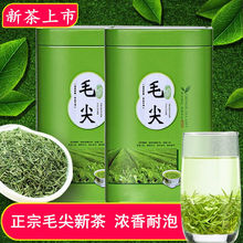 毛尖茶2023新茶浓香型雨前春茶叶毛尖绿茶叶新茶125g-500g礼罐装