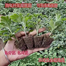 大菊花苗9.8元10棵四季开花食用菊花盆栽室内外阳台庭院观花植物