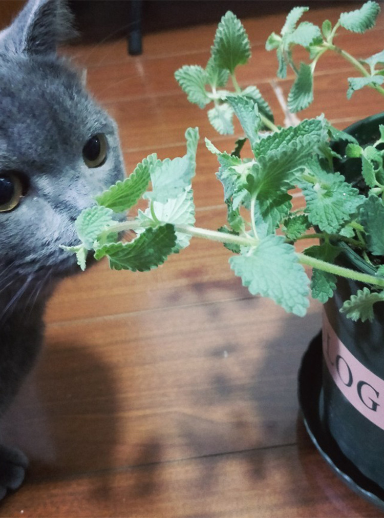 猫薄荷种子 自己种植猫薄荷套餐猫薄荷草种盆栽自嗨猫咪零食套装