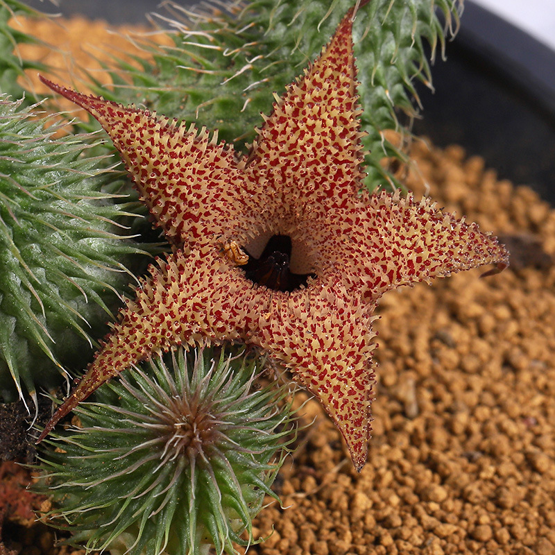 多肉盆栽阿修罗实生仙人球萝藦科不扎手仙人球