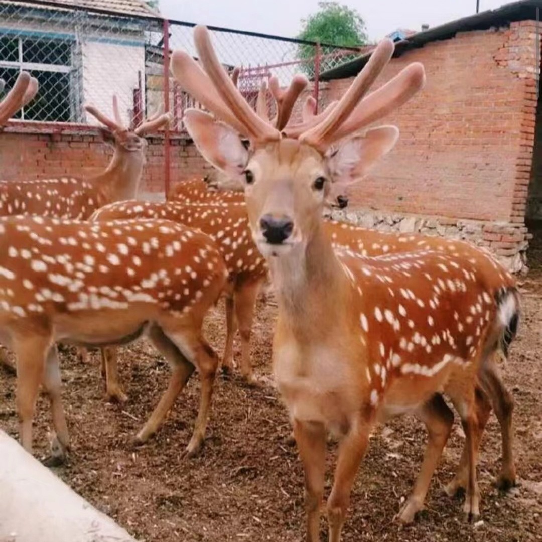 梅花鹿幼崽景区观赏宠物梅花鹿活体幼苗宠物小鹿养殖-阿里巴巴
