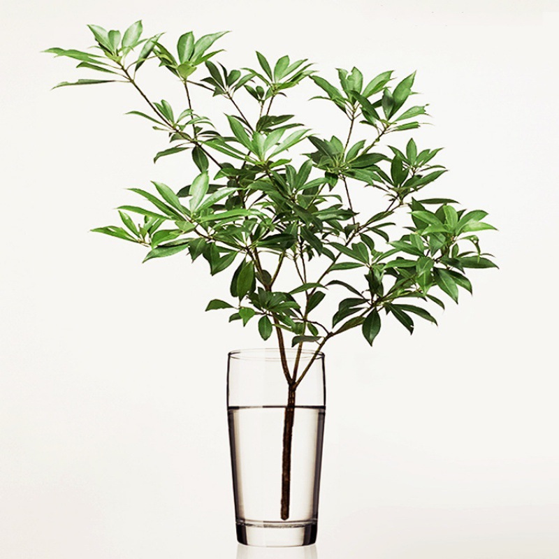 日式装饰马醉木水培植物鲜切枝条盆栽室内花卉吊钟小绿植一件代发