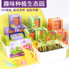 儿童迷你种植盲盒花卉蔬菜 DIY观察盆栽植物幼儿园科教礼物批发