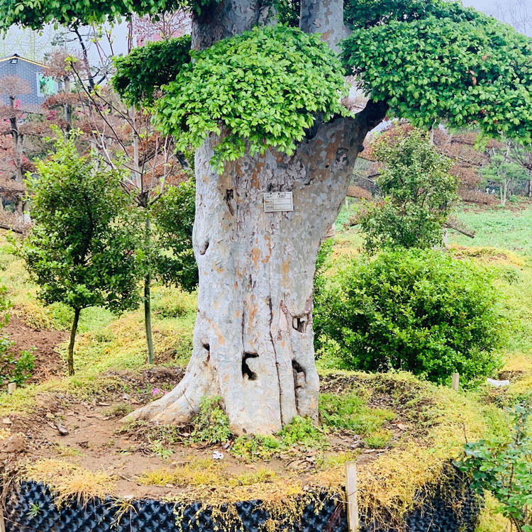 耐寒耐旱榔榆树桩盆景 造型地景榆树树桩 别墅花园庭院绿化种植