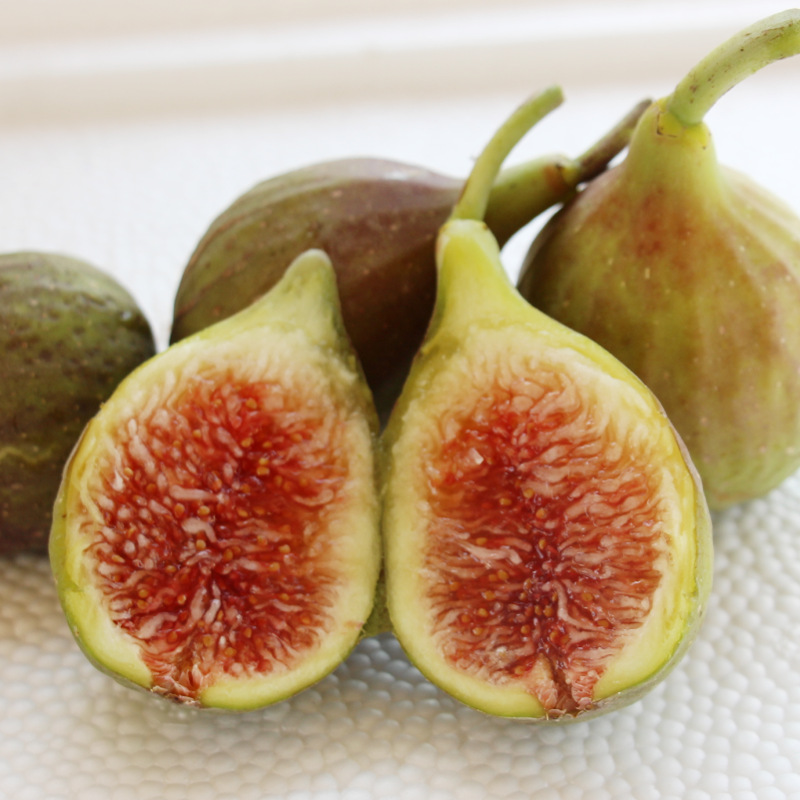 地栽苗斯特拉盆栽芭劳内无花果树苗南北方无花果庭院种植特大包邮