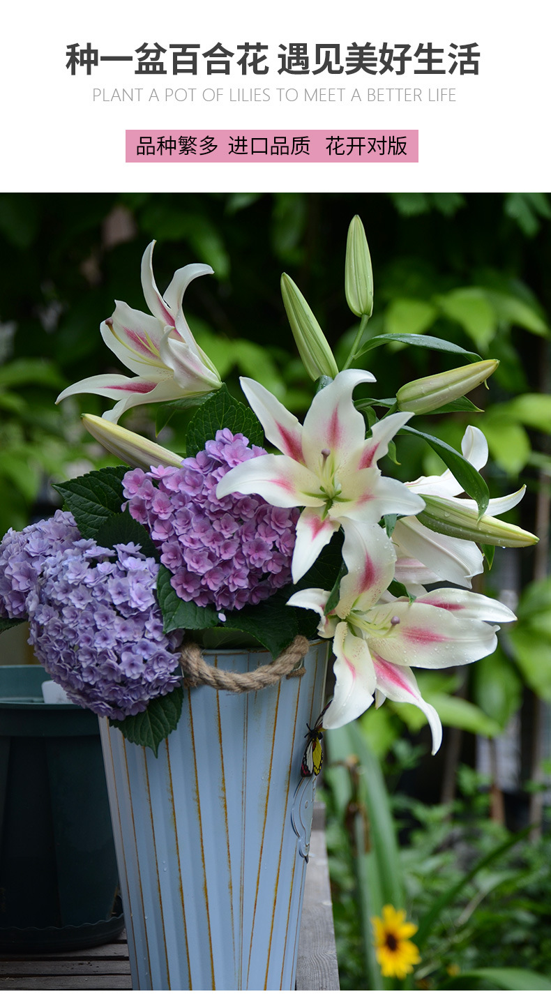 批发花卉种球进口百合郁金香种球风信子种球水培花卉植物量大优惠