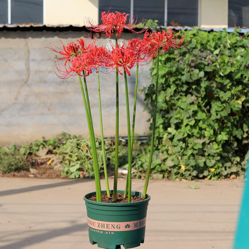 基地批发石蒜彼岸花种球曼陀罗花庭院盆栽石蒜花种球花卉种子