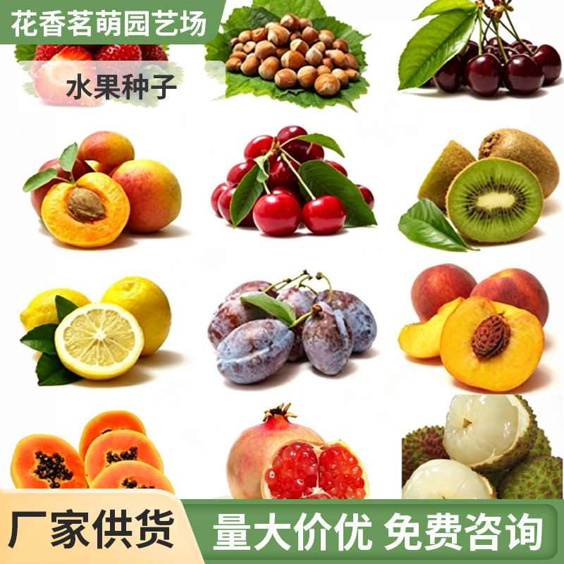 嘉宝果树葡萄桑葚荔枝樱桃 瓜火龙果猕猴桃 杨梅石榴种子果种批发