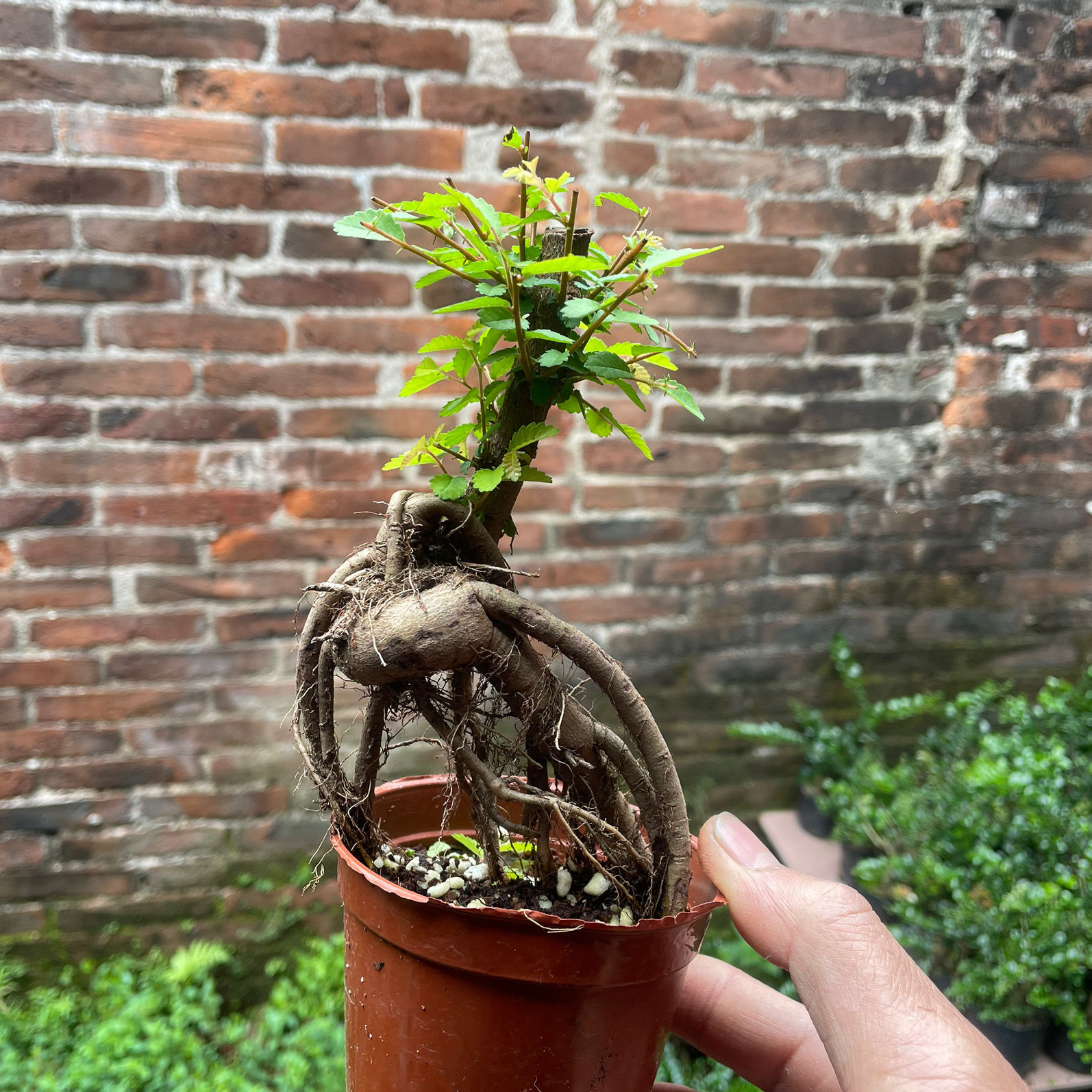 小叶榆树盆景提根微盆栽植物办公室掌上盆景