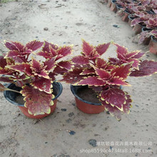 彩叶草柠檬黄 火焰草花盆栽  时令花卉花海花镜花坛公园用草花