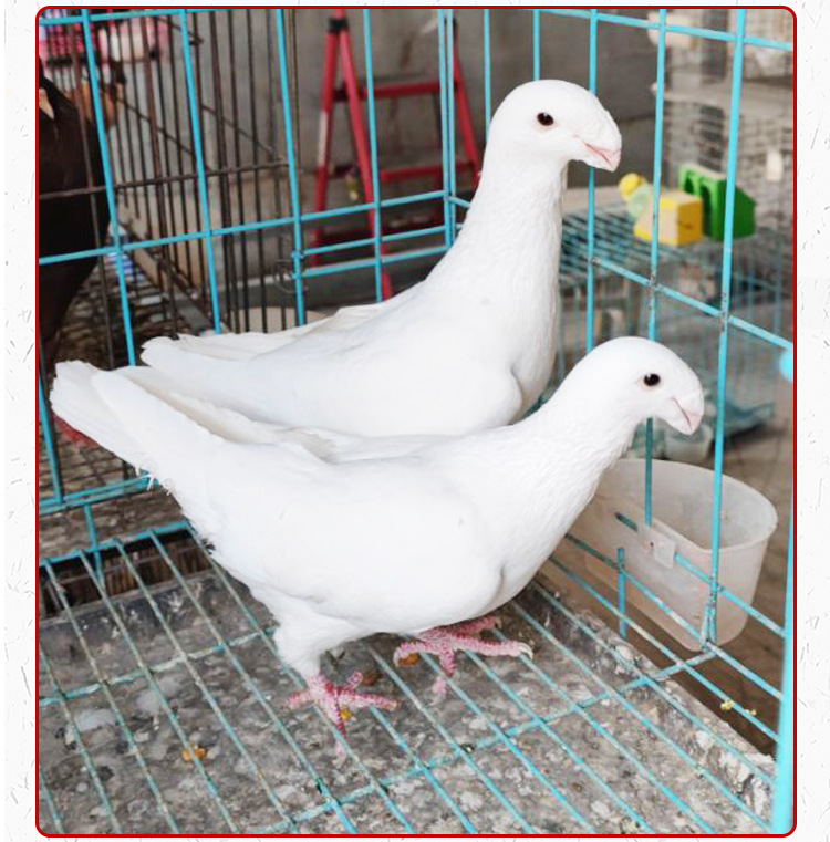 美河马鸽 黄杠马头鸽子 瓦灰蛇头鸽子 白马头 观赏鸽种鸽