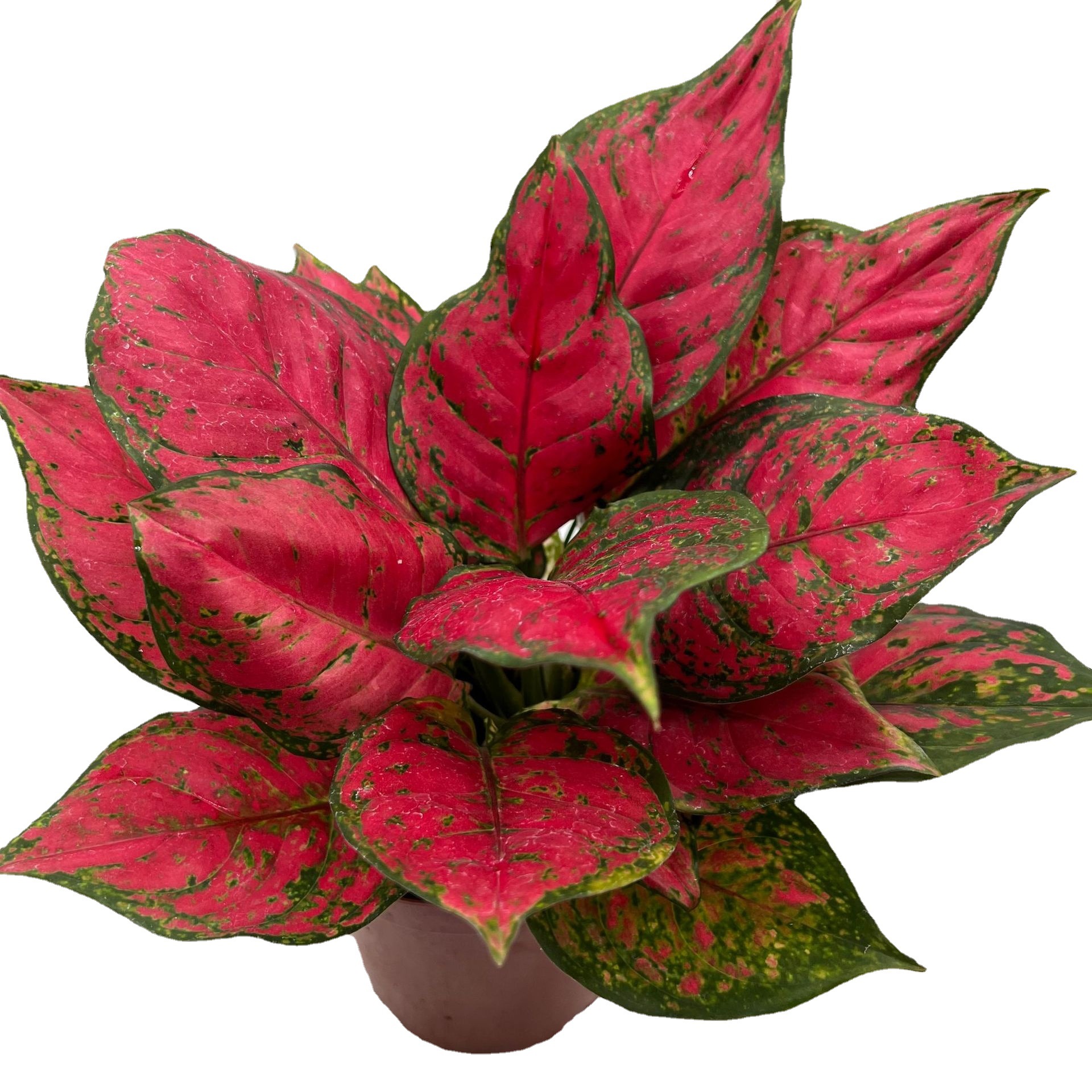 【基地直发】广东红颜粗肋草基地室内花卉植物 观赏盆栽-阿里巴巴