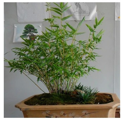 桌面盆景竹子 观赏竹 米竹 凤尾竹 观音竹室内桌面观赏竹绿植盆栽