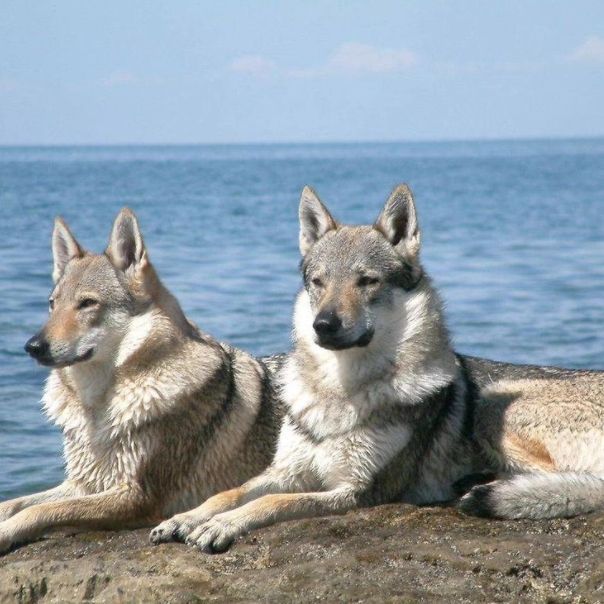 纯种捷克狼犬幼犬活物帅气狼青宠物狗狗大型犬忠心护主威武霸气狗