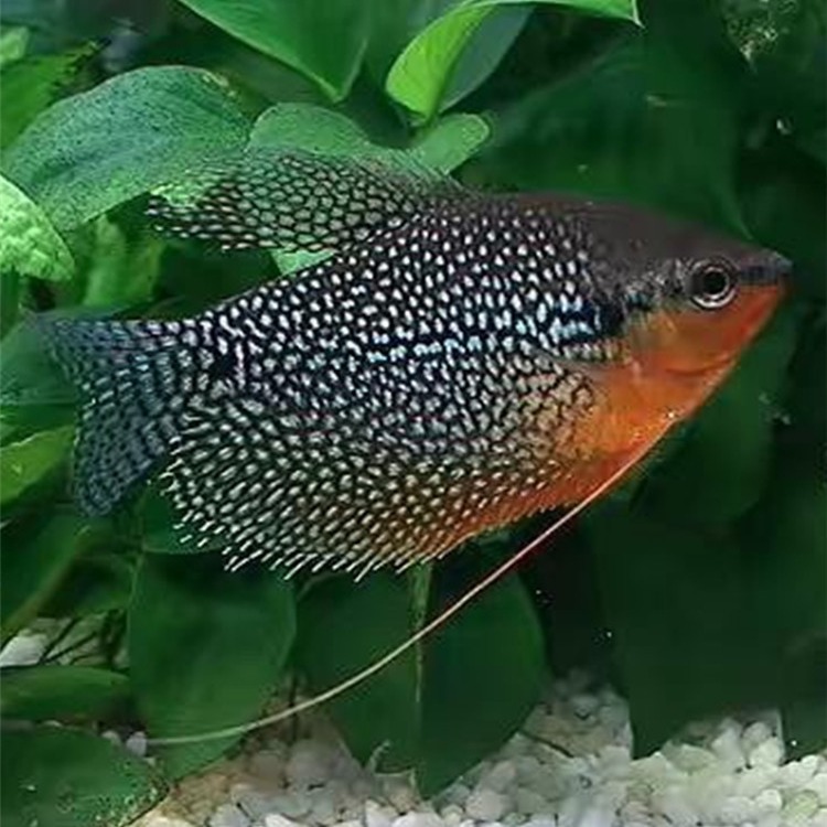 珍珠马甲鱼耐养易活小型热带观赏鱼水草缸群游鱼-阿里巴巴