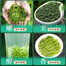 明前新茶浓香型日照高山云雾绿茶毛尖茶叶自己喝250g