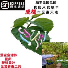 蚕宝宝桑叶新鲜学生养蚕套装蚕幼蚕蚕卵彩色茧小蚕嫩桑叶顺丰