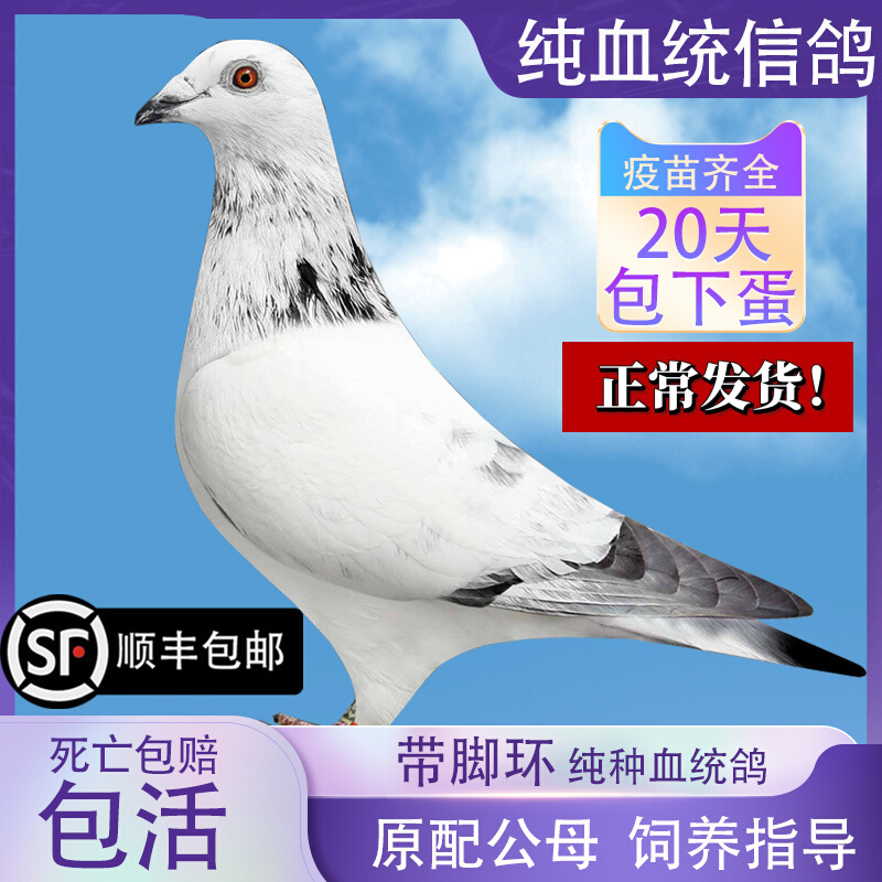 鸽子活一对原配纯种血统信鸽赛鸽观赏鸽苗小鸽幼鸽成绩鸽种鸽蛋
