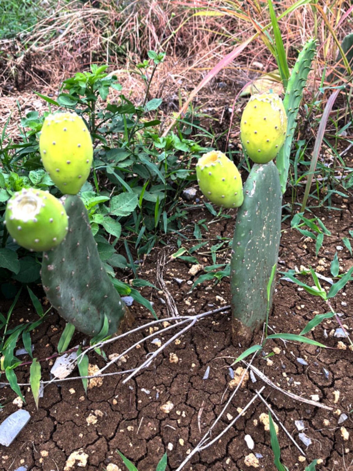 仙人掌大型食用梨果仙人掌多肉植物美容观赏落地就活结果扦插嫁接