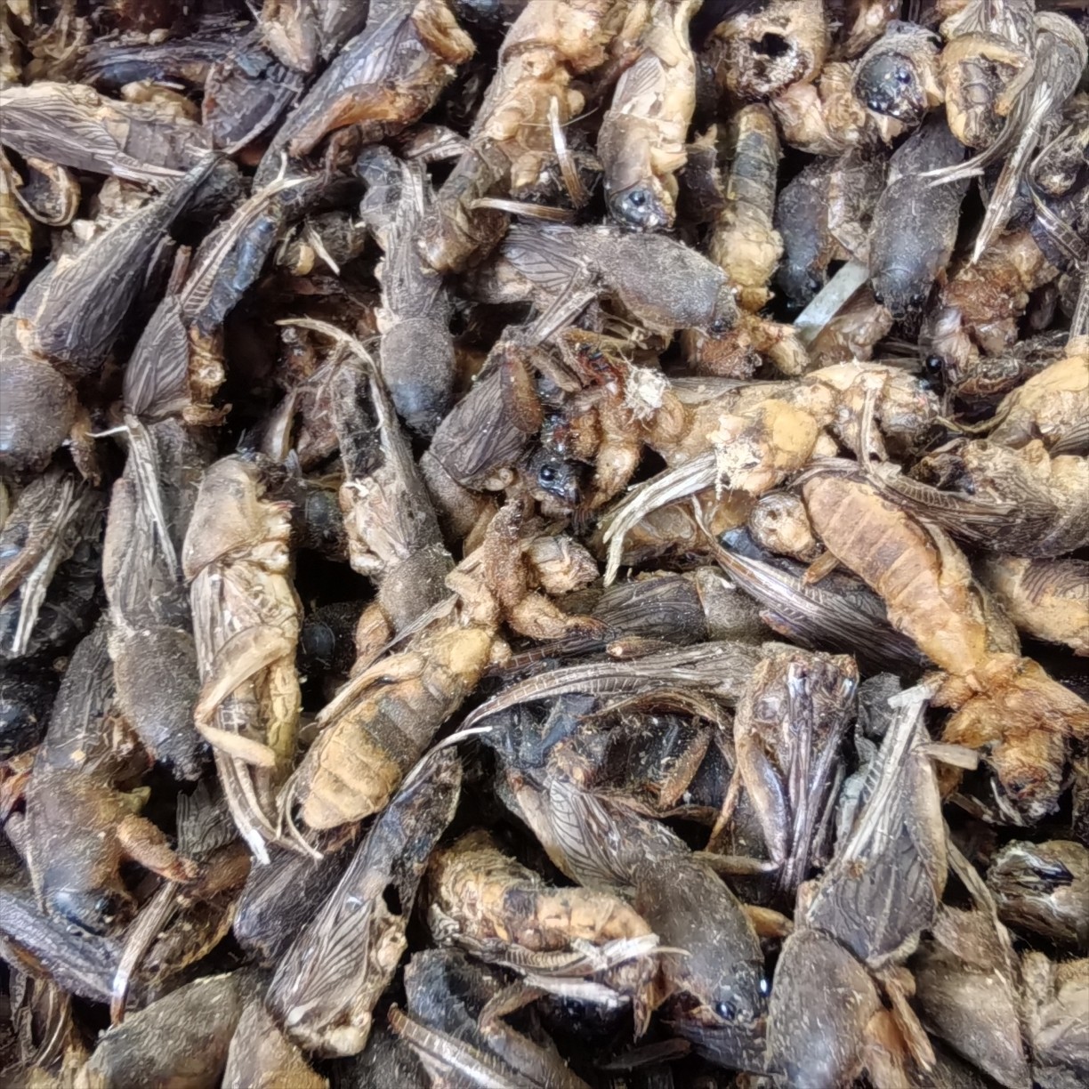 批发优质中药材 昆虫类药材 蝼蛄 土狗 另有各种昆虫类药材-阿里巴巴