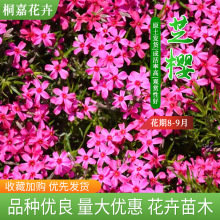 耐寒宿根花卉丛生福禄考芝樱盆栽花卉工程绿化花海可园林造景批发