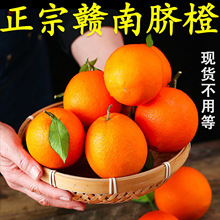 现摘赣州产地直发江西10斤装大果当季新鲜水果橙子20