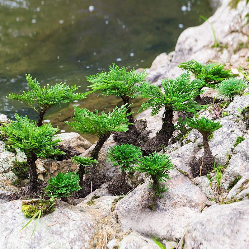 野生卷柏九死还魂草盆景假山吸水石造景绿植物花卉好养室内小盆栽