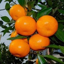 广西砂糖橘新鲜水果沙糖桔小橘子水果超甜桔子当季蜜橘厂一件批发