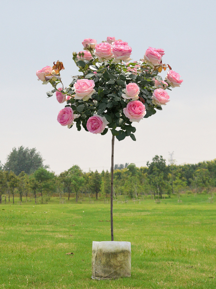 嫁接树桩月季花苗棒棒糖树状月季浓香玫瑰树庭院盆栽地栽四季开花