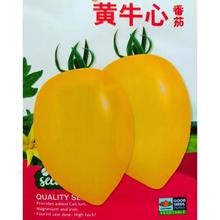 黄牛心番茄种子 金黄一点红番茄种子 黄花生番茄种子好吃高产