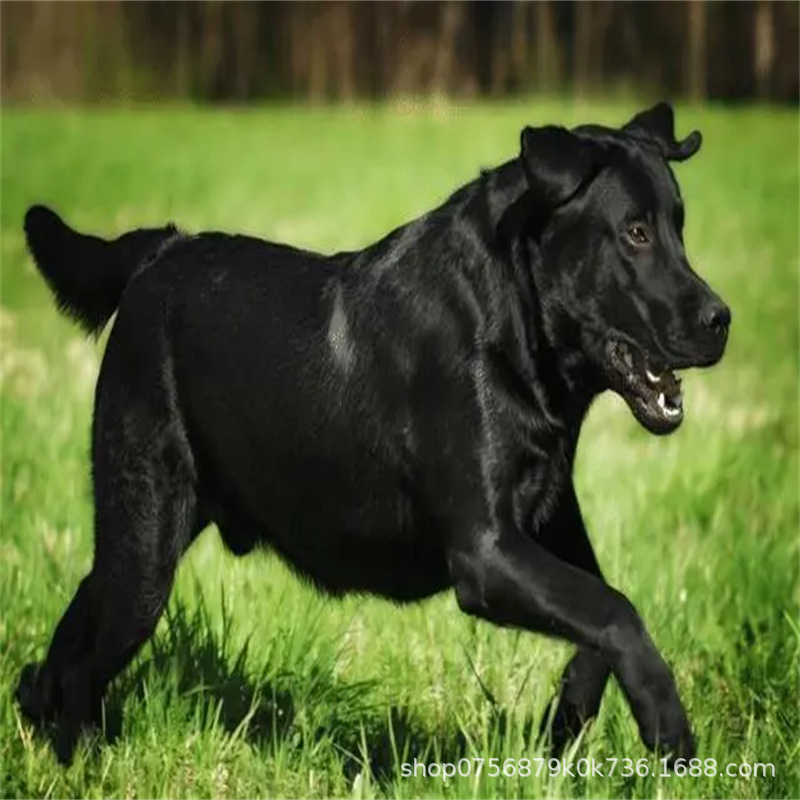 拉布拉多幼犬中大型宠物狗 导盲犬 家养黑色拉布拉多犬