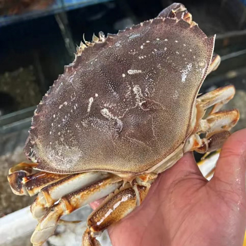 螃蟹 蟹黄 帝王蟹 活冻珍宝蟹 海鲜批发