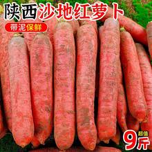 沙地红萝卜9斤陕西胡萝卜当季农家新鲜蔬菜生吃水果红心罗卜5包邮