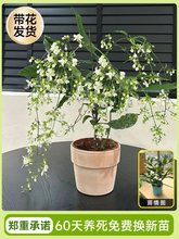 垂丝茉莉盆栽带花苞老桩阳台室内垂吊风车易活绿植物花卉四季开花