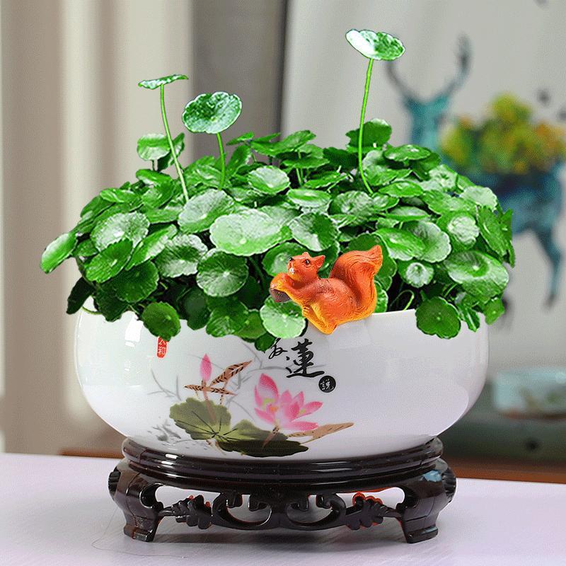 碗莲专用盆花盆陶瓷大号家用室内无孔水仙一叶莲多肉大口径水培