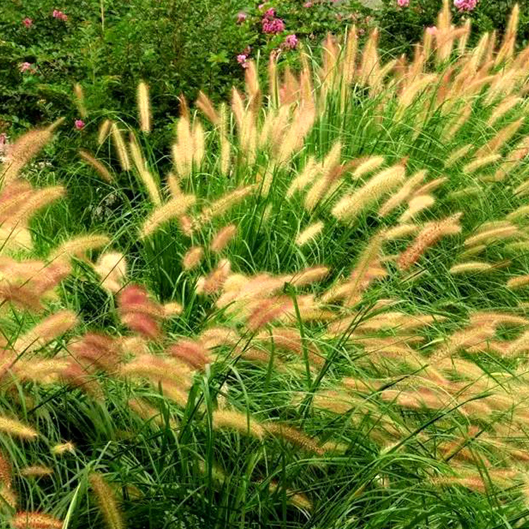 狼尾草种子狼尾草系列品种紫穗白穗狼尾草护坡观赏景观牧草草种,微商