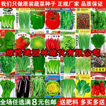 蔬菜种子四季播盆栽阳台庭院香菜青菜萝卜生菜小葱菠菜籽孑大全