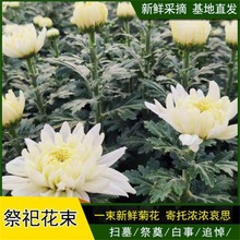 菊花鲜花基地直发江苏花束水养花黄菊白菊新鲜花苞大质量好送包装