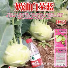 白苤蓝种子白苤兰种子水果种子原装四季蔬菜种子大全菜种子代批发