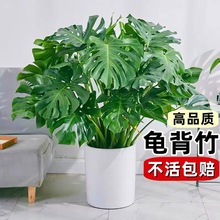 龟背竹盆栽老桩客厅绿植物室内吸甲醛四季常青水培富贵竹花卉