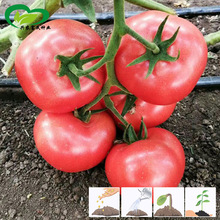 白果强丰番茄种子 农田菜园中早熟粉红果皮肉厚大西红柿蔬菜籽
