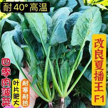 四季大叶菠菜种子菠菜籽种阳台庭院农家青菜种籽蔬菜